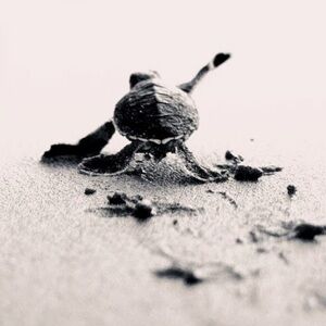 Meet your Posher, Hart Home by Chandco!